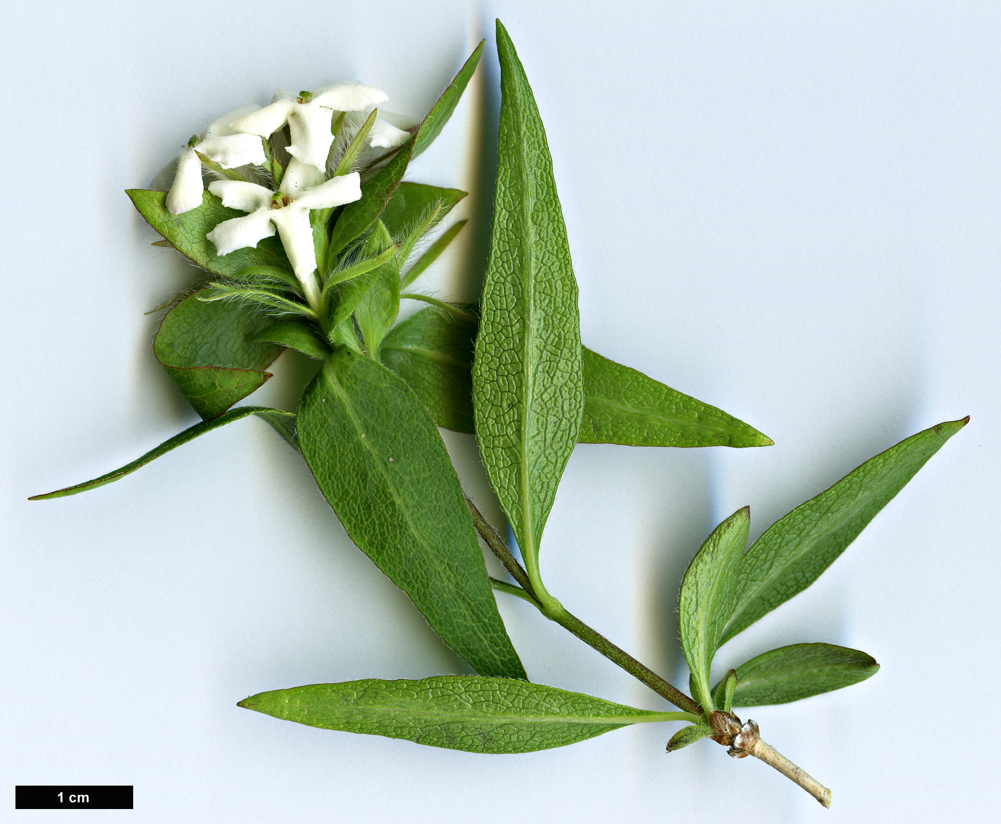 High resolution image: Family: Caprifoliaceae - Genus: Zabelia - Taxon: triflora